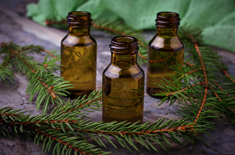 Balsam Fir