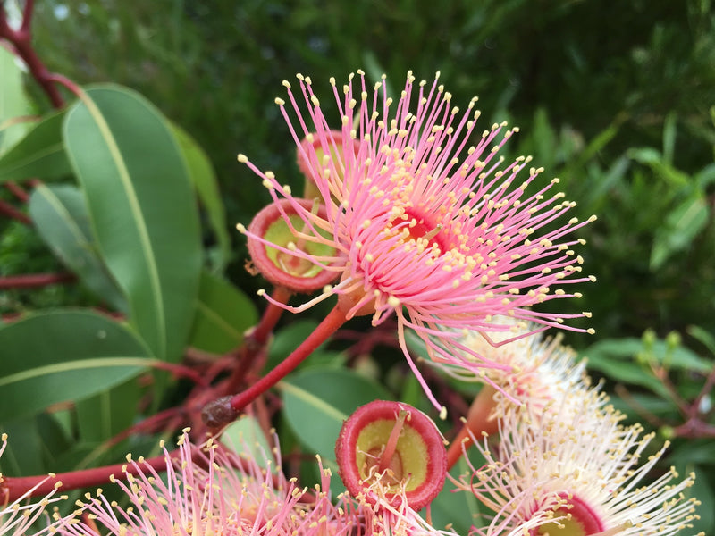 Eucalyptus Globulus