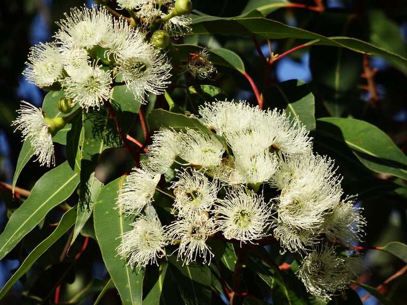 Eucalyptus Radiata